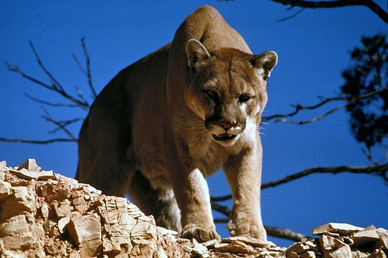 Mountain Lion in Glacier National Park - National Parks Service